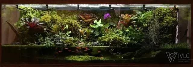 大水缸改造魚缸 大水缸改造魚缸 魚缸百科 第3張