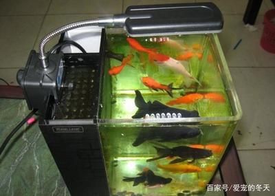 冬天魚缸水渾濁的原因是：冬季魚缸水渾濁可能由以下幾個原因導致冬季魚缸水渾濁