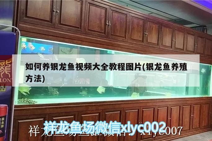如何養銀龍魚視頻大全教程圖片(銀龍魚養殖方法)