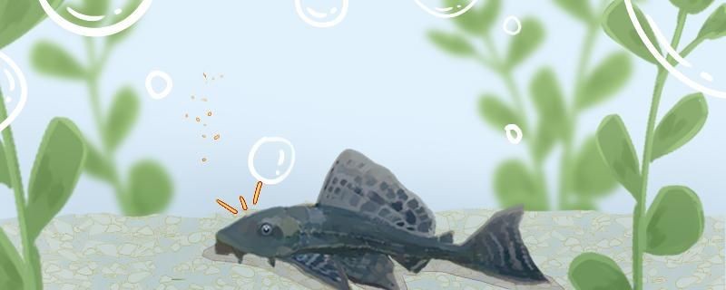 吃魚缸綠苔的是什么魚