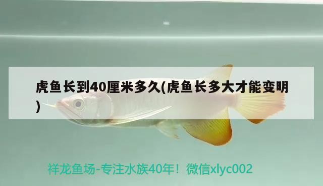 虎魚長到40厘米多久(虎魚長多大才能變明) 虎魚長到40厘米多久(虎魚長多大才能變明) 虎魚百科