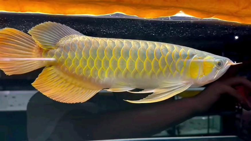 這紅龍還可以啊 這紅龍還可以啊 龍魚論壇