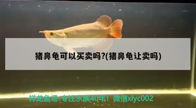 豬鼻龜可以買賣嗎?(豬鼻龜讓賣嗎)