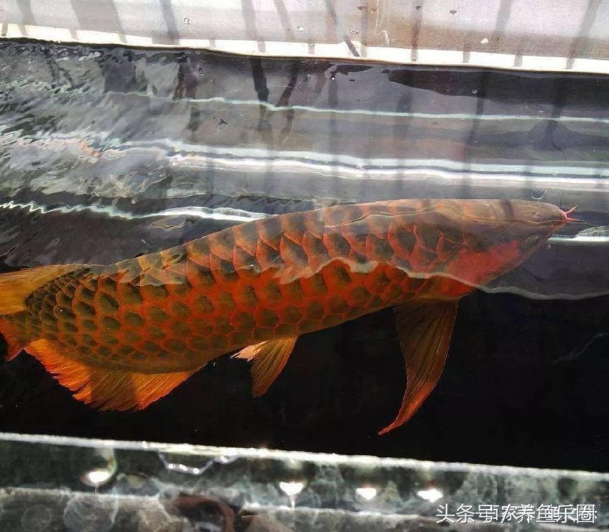紅龍配什么魚養最好:35公分紅龍搭配多少公分的虎魚