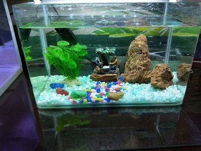 大型生態魚缸怎么制作視頻：大型生態魚缸制作方法