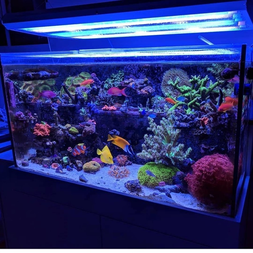 大型生態魚缸怎么制作視頻：大型生態魚缸制作方法