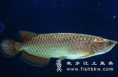 紅龍魚怎么樣爬背快