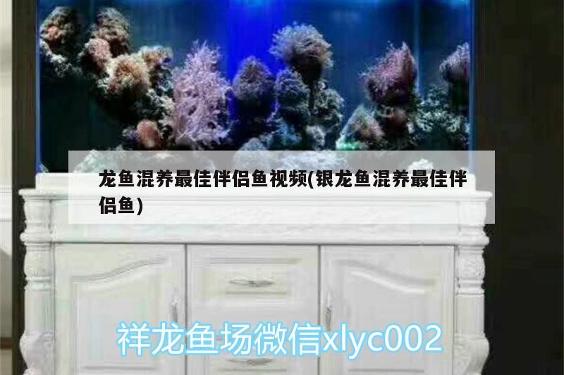 豬鼻龜 龍魚混養(yǎng)最佳伴侶魚視頻(銀龍魚混養(yǎng)最佳伴侶魚) 銀龍魚百科 龍魚混養(yǎng)最佳伴侶魚視頻(銀龍魚混養(yǎng)最佳伴侶魚) 龍魚混養(yǎng)最佳伴侶魚視頻(銀龍魚混養(yǎng)最佳伴侶魚) 銀龍魚百科