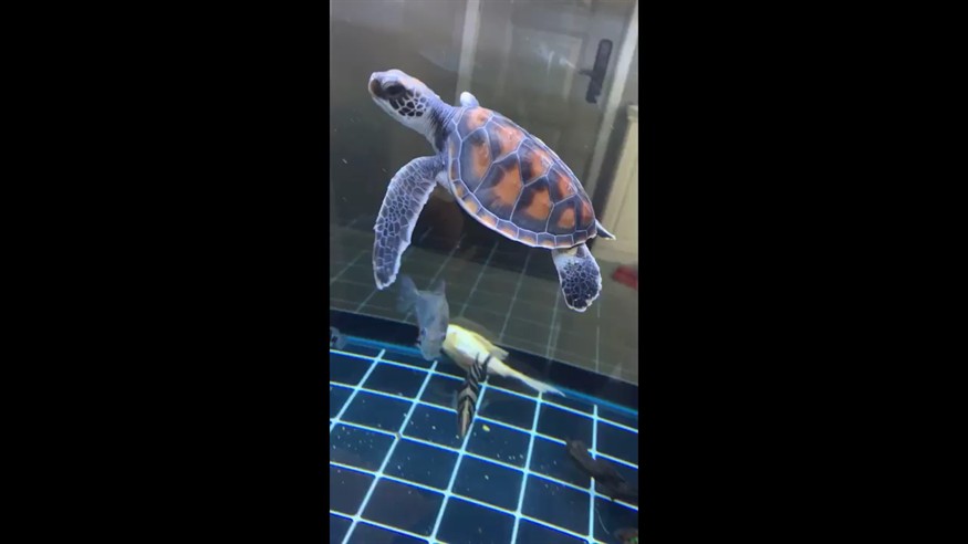 小海龜就是比豬鼻龜好看