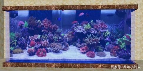 成品魚缸好還是裸缸好：成品魚缸和裸缸各有優缺點