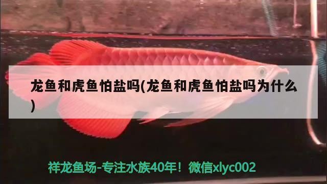 龍魚和虎魚怕鹽嗎(龍魚和虎魚怕鹽嗎為什么) 龍魚和虎魚怕鹽嗎(龍魚和虎魚怕鹽嗎為什么) 虎魚百科