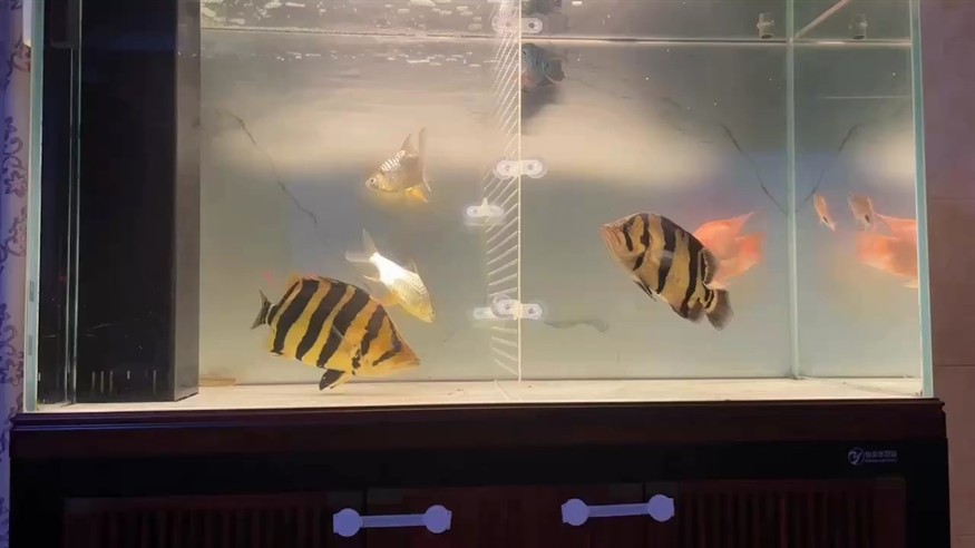 不隔開(kāi)，天天打的蹦蹦響！