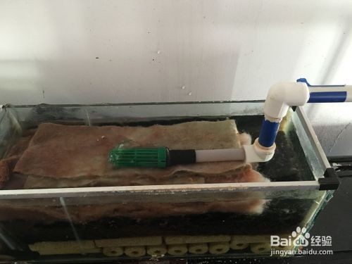 龍魚吃虎魚嗎（龍魚吃虎魚嗎會死嗎）