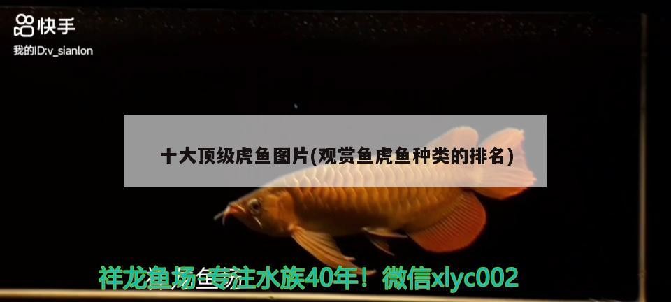 十大頂級虎魚圖片(觀賞魚虎魚種類的排名)