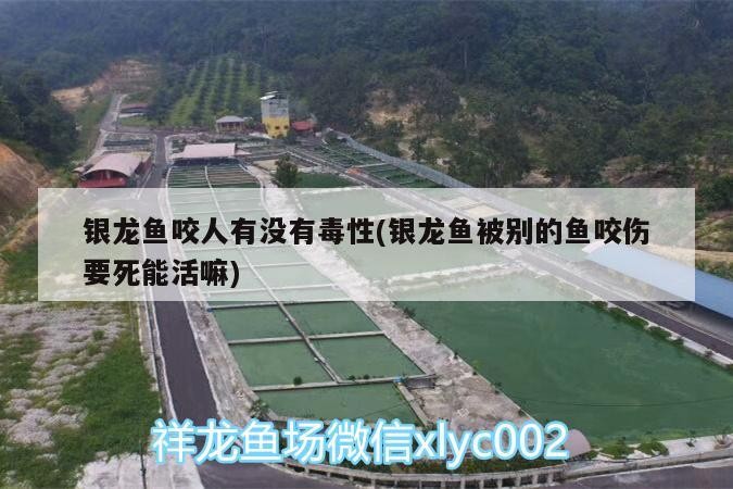 銀龍魚咬人有沒有毒性(銀龍魚被別的魚咬傷要死能活嘛)
