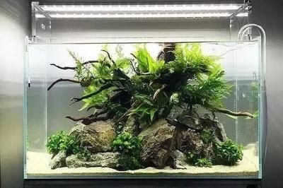 草缸和普通魚缸的區別：草缸和普通魚缸在養殖對象和生態條件方面的區別