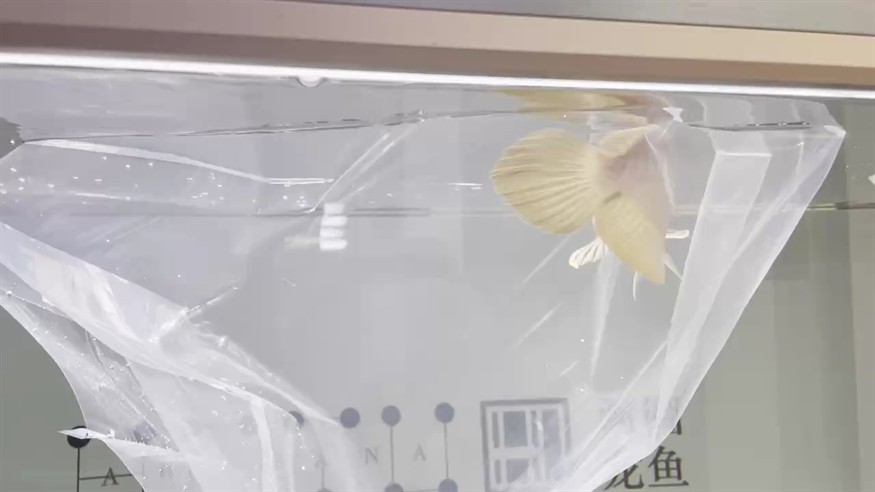 河圖 河圖 龍魚論壇