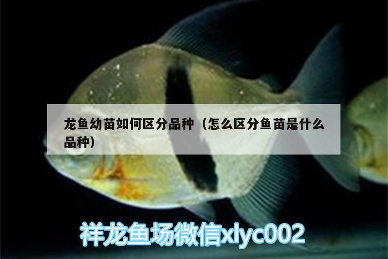 鸚鵡魚和銀龍魚混養(yǎng)怎樣喂食 龍魚幼苗如何區(qū)分品種(怎么區(qū)分魚苗是什么品種) 虎魚百科 龍魚幼苗如何區(qū)分品種(怎么區(qū)分魚苗是什么品種) 龍魚幼苗如何區(qū)分品種(怎么區(qū)分魚苗是什么品種) 虎魚百科