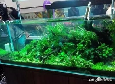 不用的魚缸怎么處理最佳：不用的魚缸如何處理，魚缸廢棄處理注意事項在處理