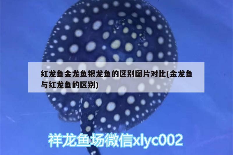 紅龍魚金龍魚銀龍魚的區別圖片對比(金龍魚與紅龍魚的區別)