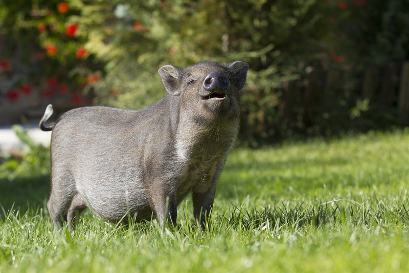 豬鼻龜豬鼻子