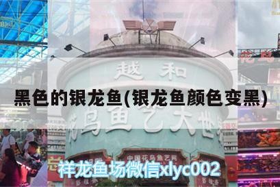 黑色的銀龍魚(銀龍魚顏色變黑) 黑色的銀龍魚(銀龍魚顏色變黑) 銀龍魚百科