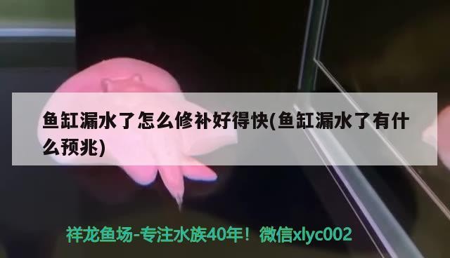 魚缸用增氧泵價格是多少:魚缸增氧機-xtrac增氧機-xtrac增氧機 魚缸漏水了怎么修補好得快(魚缸漏水了有什么預兆) 豬鼻龜百科 魚缸漏水了怎么修補好得快(魚缸漏水了有什么預兆) 魚缸漏水了怎么修補好得快(魚缸漏水了有什么預兆) 豬鼻龜百科