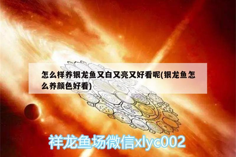怎么樣養(yǎng)銀龍魚(yú)又白又亮又好看呢(銀龍魚(yú)怎么養(yǎng)顏色好看) 怎么樣養(yǎng)銀龍魚(yú)又白又亮又好看呢(銀龍魚(yú)怎么養(yǎng)顏色好看) 銀龍魚(yú)百科