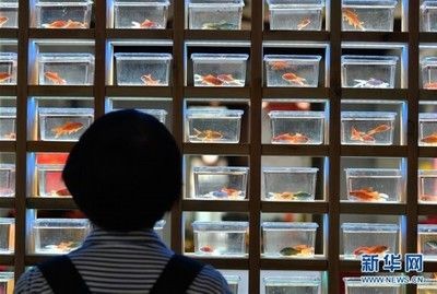 定做魚缸上門做嗎安全嗎:上門定做魚缸安全嗎 魚缸百科 第1張 定做魚缸上門做嗎安全嗎:上門定做魚缸安全嗎 定做魚缸上門做嗎安全嗎:上門定做魚缸安全嗎 魚缸百科 第1張