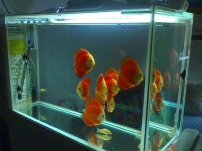 玻璃店定做魚缸嗎安全嗎多少錢：玻璃店定做魚缸需要多少錢