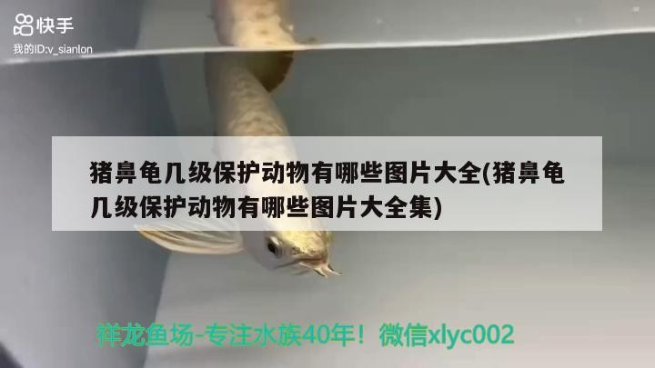 魚缸用增氧泵價(jià)格是多少:魚缸增氧機(jī)-xtrac增氧機(jī)-xtrac增氧機(jī) 豬鼻龜幾級(jí)保護(hù)動(dòng)物有哪些圖片大全(豬鼻龜幾級(jí)保護(hù)動(dòng)物有哪些圖片大全集) 豬鼻龜百科 豬鼻龜幾級(jí)保護(hù)動(dòng)物有哪些圖片大全(豬鼻龜幾級(jí)保護(hù)動(dòng)物有哪些圖片大全集) 豬鼻龜幾級(jí)保護(hù)動(dòng)物有哪些圖片大全(豬鼻龜幾級(jí)保護(hù)動(dòng)物有哪些圖片大全集) 豬鼻龜百科
