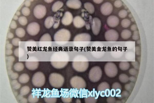 龍魚虎魚打架會打死嗎（龍魚虎魚打架會打死嗎視頻）