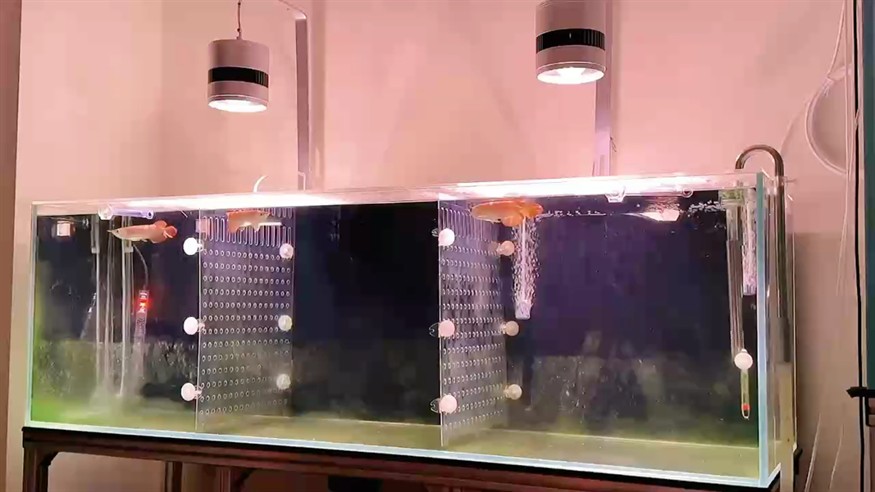 夜晚的魚房是養魚人的天堂 夜晚的魚房是養魚人的天堂 龍魚論壇