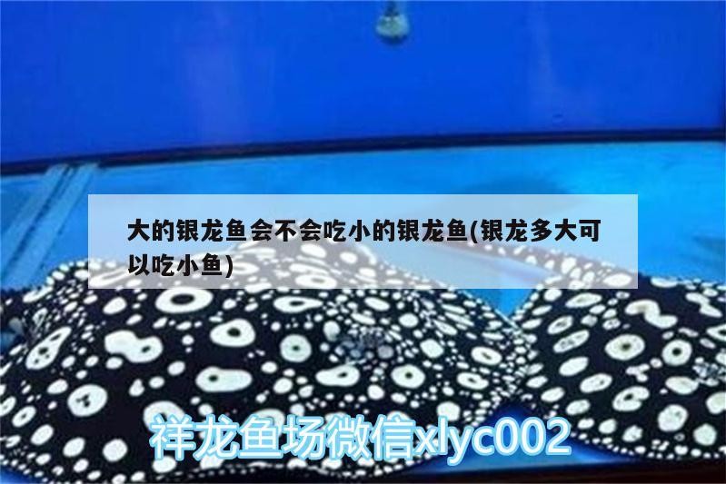 大的銀龍魚會不會吃小的銀龍魚(銀龍多大可以吃小魚) 大的銀龍魚會不會吃小的銀龍魚(銀龍多大可以吃小魚) 銀龍魚百科