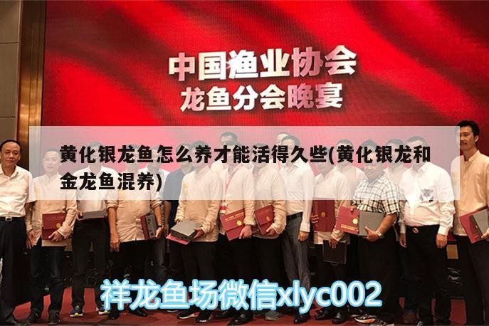 黃化銀龍魚怎么養才能活得久些(黃化銀龍和金龍魚混養)