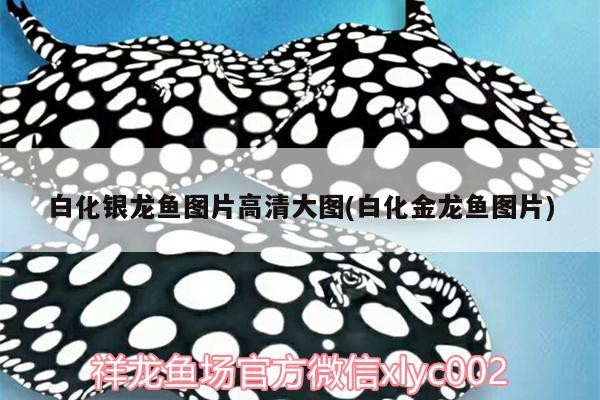 白化銀龍魚圖片高清大圖(白化金龍魚圖片)