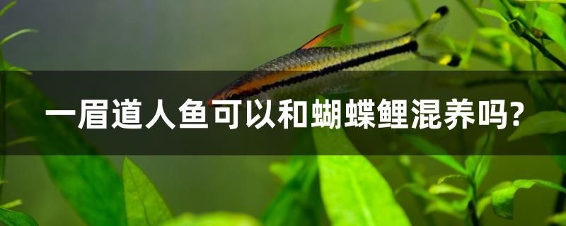 一眉道人魚(yú)可以和蝴蝶鯉混養(yǎng)嗎？