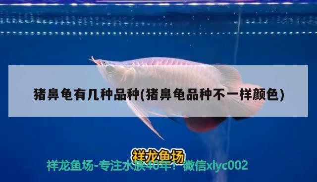 豬鼻龜有幾種品種(豬鼻龜品種不一樣顏色) 豬鼻龜有幾種品種(豬鼻龜品種不一樣顏色) 豬鼻龜百科