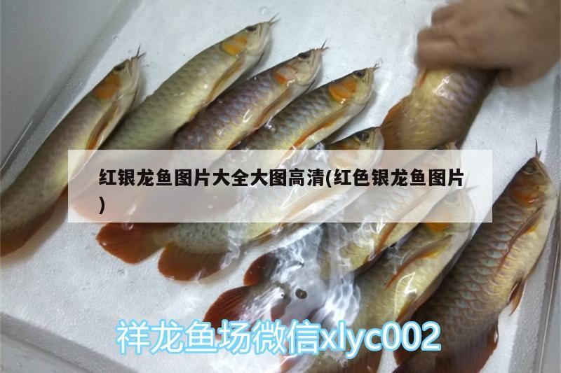 紅銀龍魚圖片大全大圖高清(紅色銀龍魚圖片)