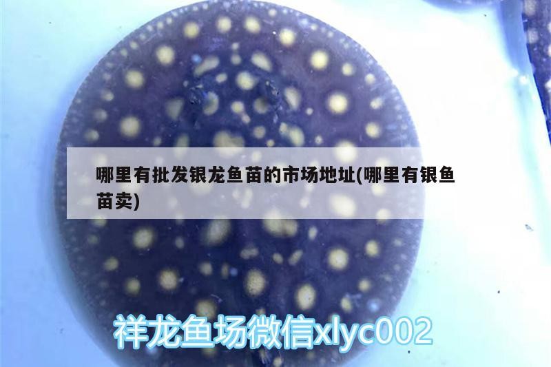 哪里有批發銀龍魚苗的市場地址(哪里有銀魚苗賣)
