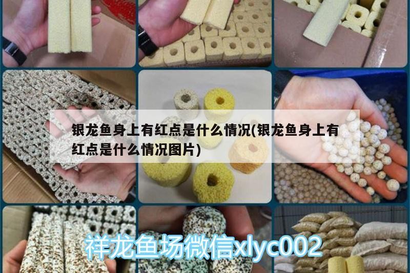 銀龍魚身上有紅點是什么情況(銀龍魚身上有紅點是什么情況圖片) 銀龍魚身上有紅點是什么情況(銀龍魚身上有紅點是什么情況圖片) 銀龍魚百科