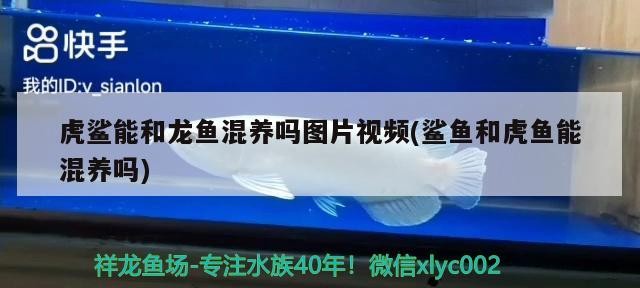 虎鯊能和龍魚混養嗎圖片視頻(鯊魚和虎魚能混養嗎)