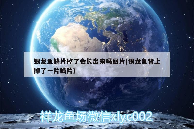 銀龍魚鱗片掉了會長出來嗎圖片(銀龍魚背上掉了一片鱗片)