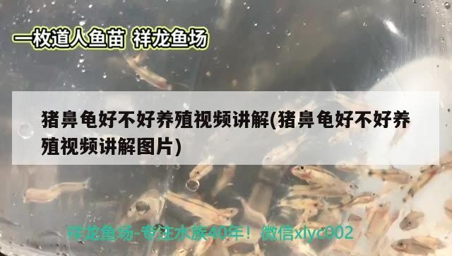 豬鼻龜好不好養(yǎng)殖視頻講解(豬鼻龜好不好養(yǎng)殖視頻講解圖片) 豬鼻龜好不好養(yǎng)殖視頻講解(豬鼻龜好不好養(yǎng)殖視頻講解圖片) 豬鼻龜百科