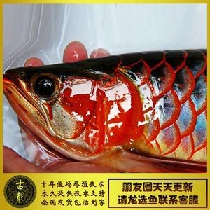 金龍魚和紅龍魚誰(shuí)更厲害一點(diǎn)