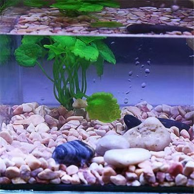 白色石頭魚缸造景效果圖：白色石頭魚缸造景效果圖白色石頭魚缸造景效果圖