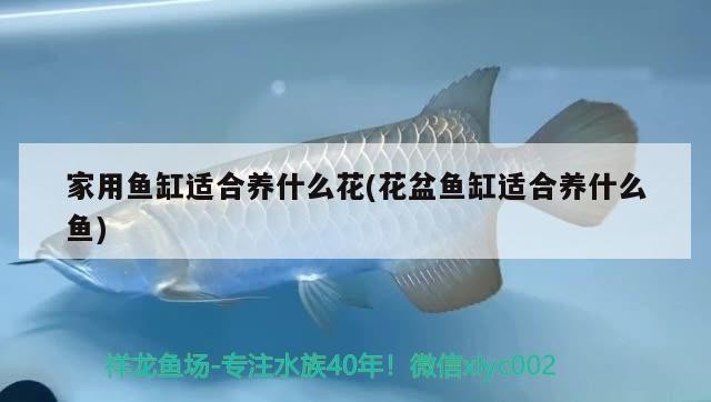 家用魚缸適合養什么花(花盆魚缸適合養什么魚)