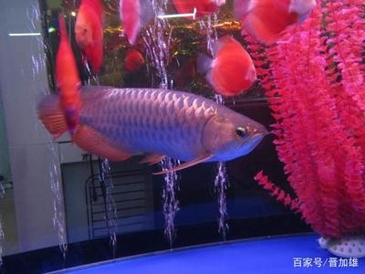 《魚龍勇士》和《大道龍魚》有何視覺風格差異，《魚龍勇士》與《大道龍魚》在視覺風格上存在顯著差異