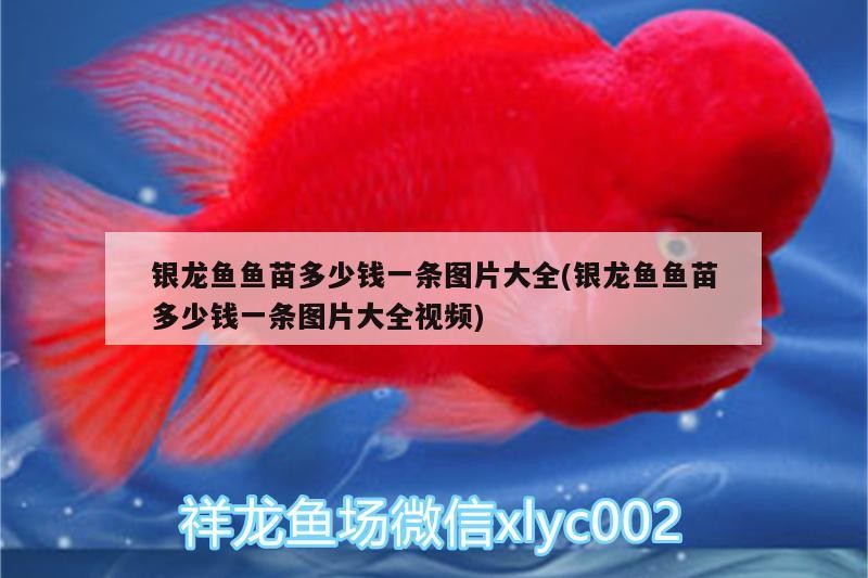 銀龍魚魚苗多少錢一條圖片大全(銀龍魚魚苗多少錢一條圖片大全視頻)