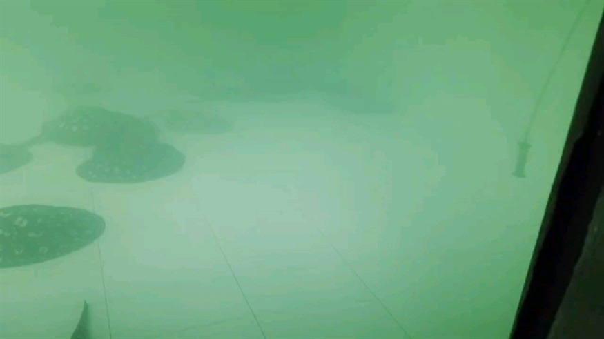 水池檢疫第一天，微生物開始死亡